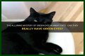 Can a Bombay cat have green eyes? – Janet-Panic.com