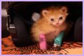 Tater Tot Kitten Died: How Tater Tot’s Heartwarming Life Ended