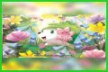 want shiny shaymin | Bulbagarden